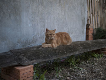 Portrait of cat sitting outdoors