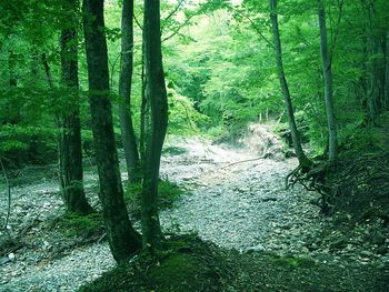 Trees in forest