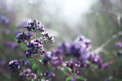 Close-up of purple flowering plant