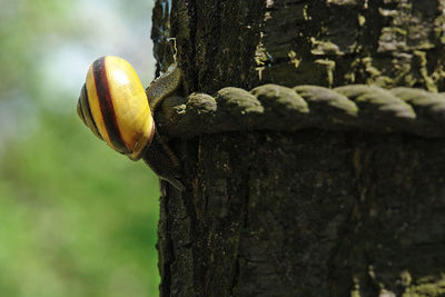 Close-up of fruits growing on tree trunk
