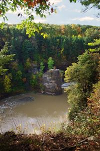 Scenic view of forest against sky