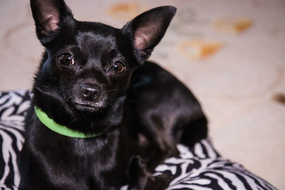 Close-up portrait of black dog