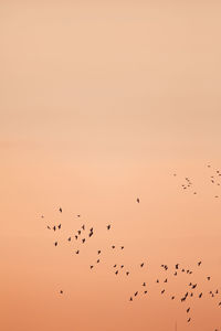 Low angle view of birds flying against clear sky during sunset