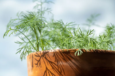 Close-up of plant against sky