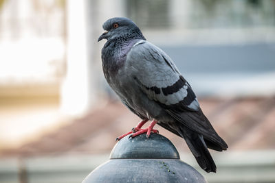 Close-up of pigeon perching on railing