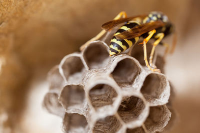 Female paper wasp building her nest