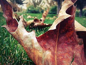 Close-up of leaf on tree trunk