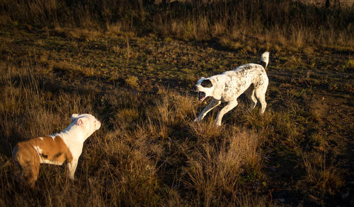 View of a dog running on field