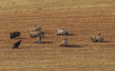 High angle view of vultures on land