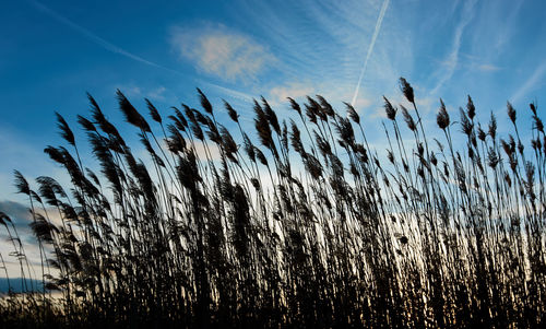 Low angle view of reed growing on field against sky