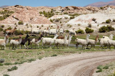 Flock of llamas on landscape