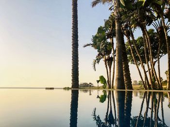 Reflection of palm trees on lake against clear sky