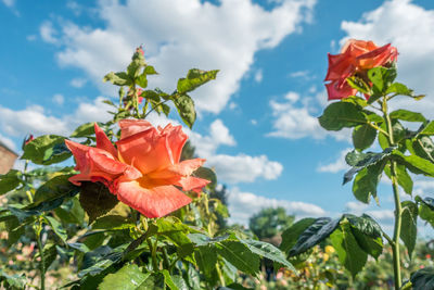 Close-up of red flowering plant against cloudy sky