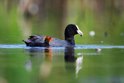 The eurasian coot with the offspring from crna mlaka