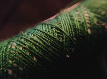 Close-up of fern growing on tree