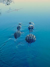 Birds swimming in sea