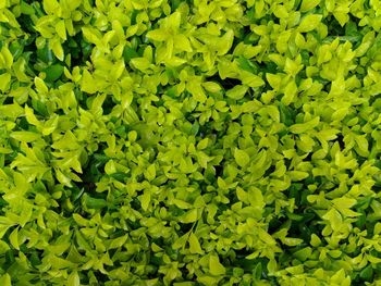 Full frame shot of plants