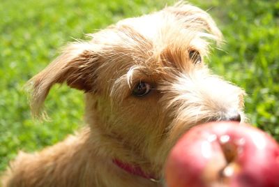 Close-up of dog