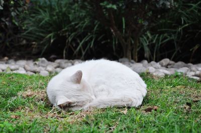 White cat resting on field