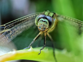 Close-up of insect on leaf