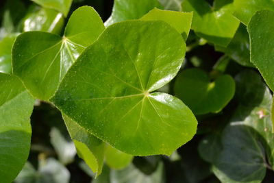 Close-up of leaves