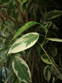 Close-up of dew drops on leaves