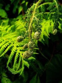 Close-up of fern on tree