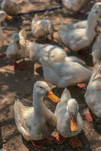 High angle view of birds on land