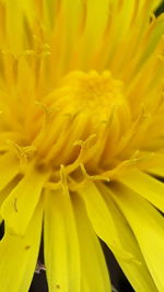 Close-up of yellow flower