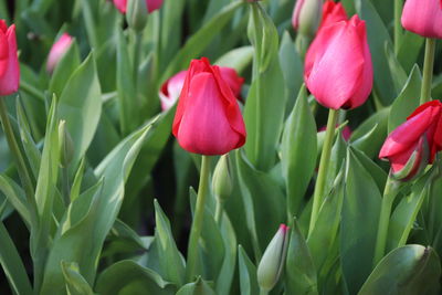 Close-up of pink tulips