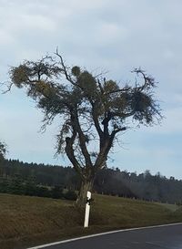 Tree on landscape against sky