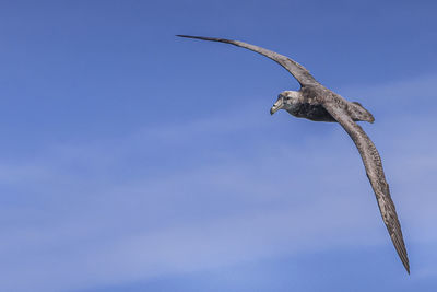 Low angle view of eagle flying in sky