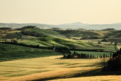 Scenic view of agricultural field against clear sky