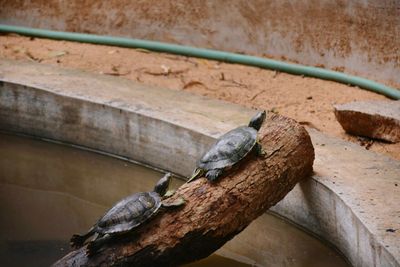 Close-up of lizard on wood