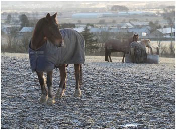 Horses standing in the field