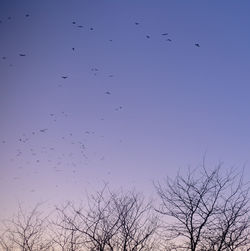 Low angle view of birds flying in sky