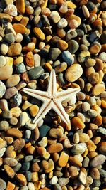 High angle view of starfish on pebbles