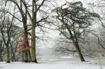 Bare trees on snow covered landscape