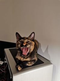 Cat yawning on wall at home