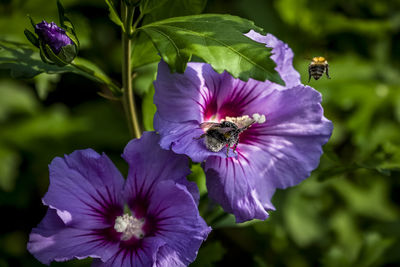 Close-up of bee pollinating flower