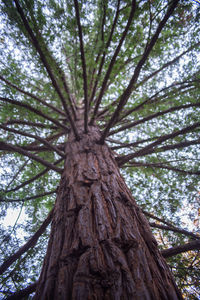 Low angle view of tree in forest