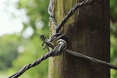 Close-up of barbed wire on tree