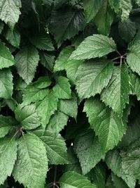 Full frame shot of fresh green leaves