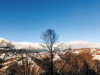 Bare trees against blue sky