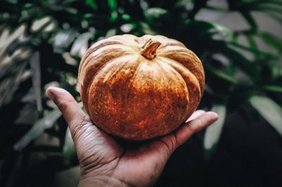 Close-up of hand holding pumpkin