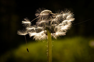 Close-up of dandelion against blurred background