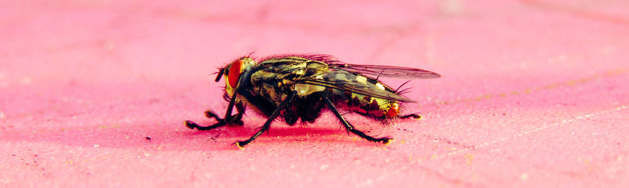 Close-up of fly on pink flower
