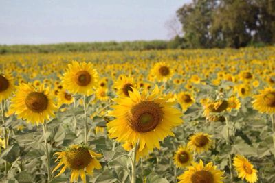 Sunflowers blooming on field