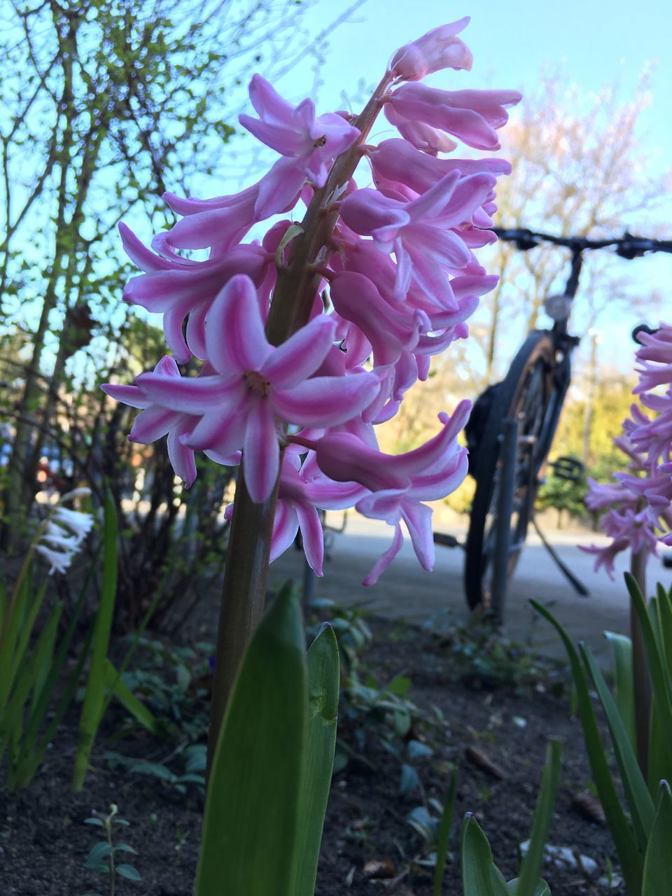 purple, flower, fragility, petal, growth, nature, beauty in nature, focus on foreground, outdoors, pink color, close-up, no people, tree, flower head, freshness, day, plant, branch