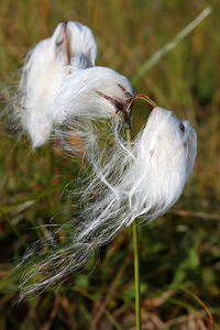 Close-up of bird on grass